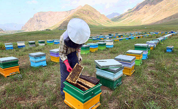تولید عسل در کوهستانهای لرستان