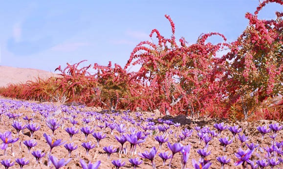 مزرعه ای در خراسان جنوبی