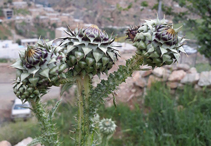 گیاهان بومی کردستان