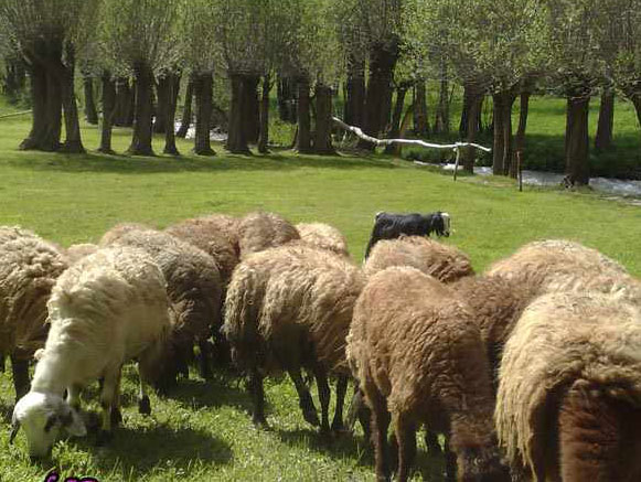 دره لیقوان