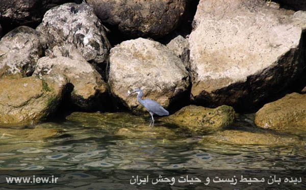 پارک ملی دریایی نایبند