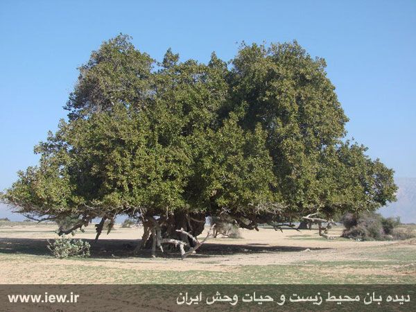 پارک ملی دریایی نایبند
