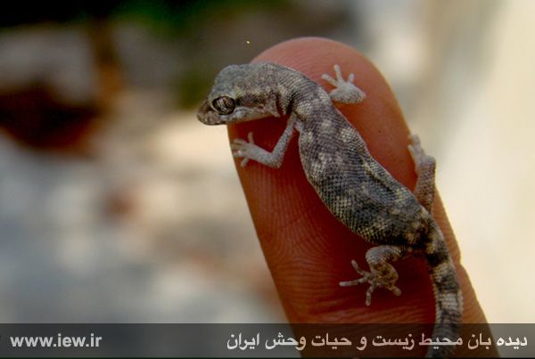 پارک ملی دریایی نایبند