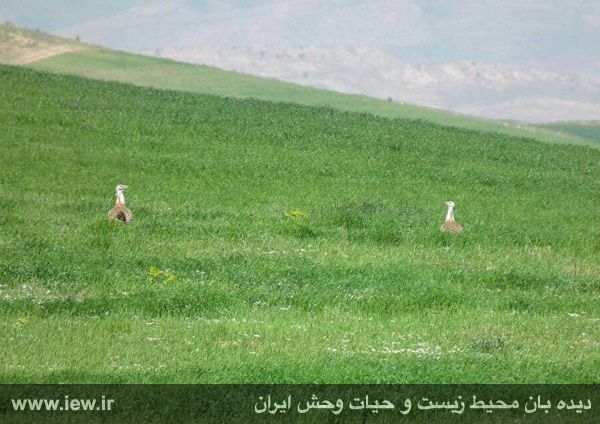 پناهگاه حیات وحش سوتاو
