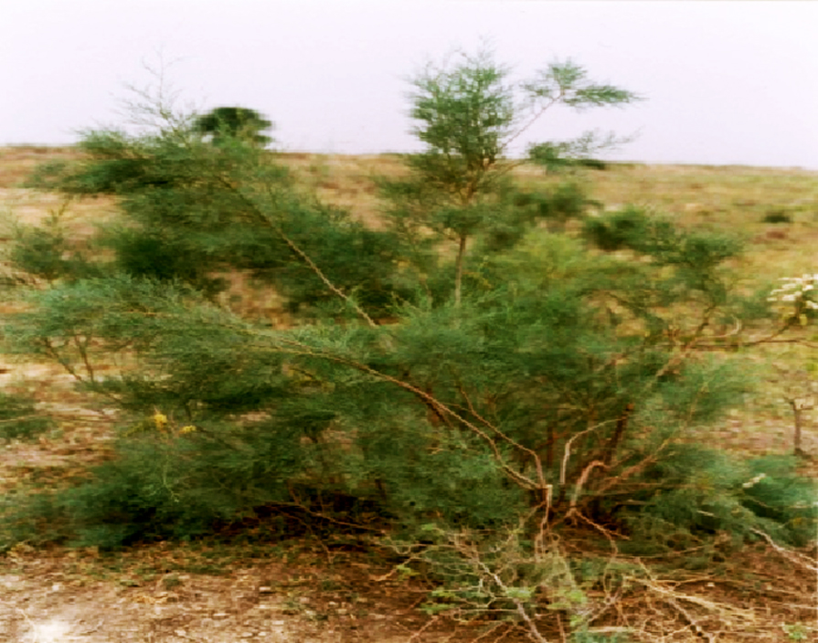 تالاب بامدژ