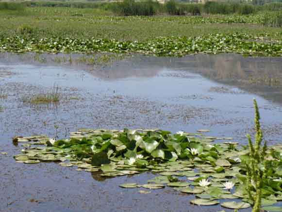 تالاب زریوار (زریبار)