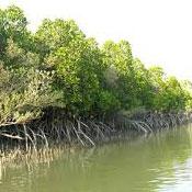 منطقه حفاظت شده جنگلهای حرا مانگرو