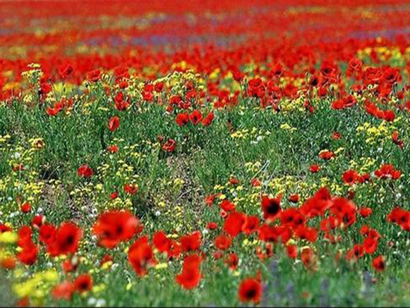 شقایق نمادی در دل طبیعت