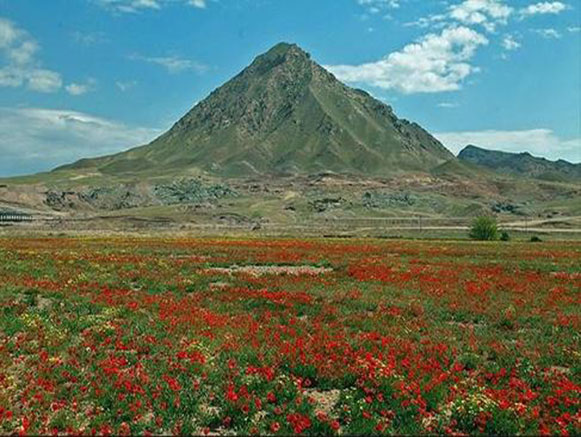 شقایق نمادی در دل طبیعت