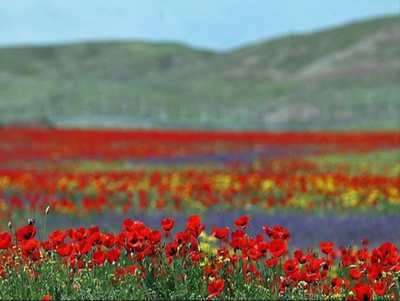 شقایق نمادی در دل طبیعت