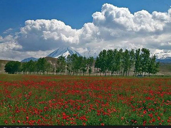 شقایق نمادی در دل طبیعت