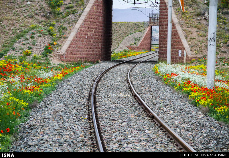 شقایق نمادی در دل طبیعت