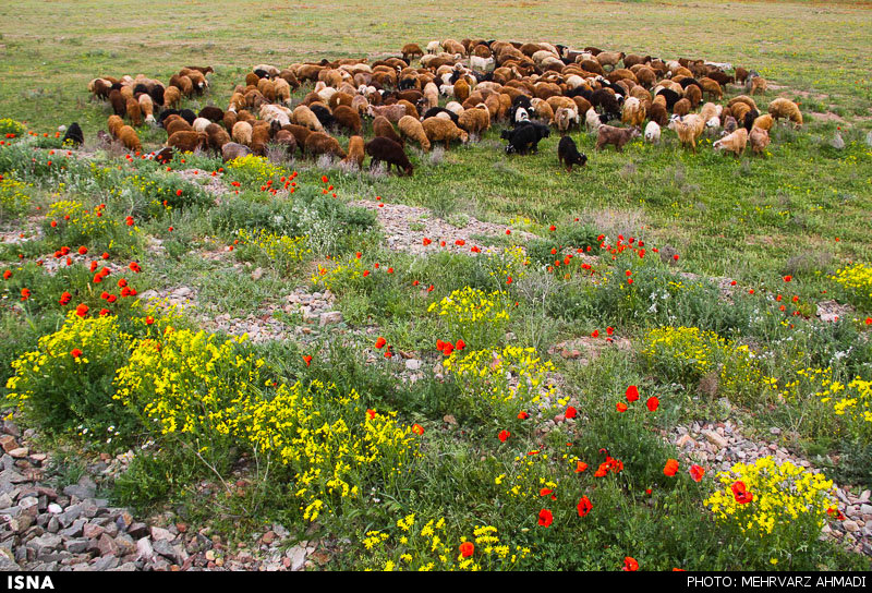 شقایق نمادی در دل طبیعت