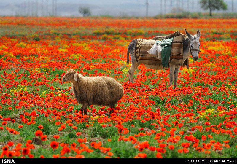 شقایق نمادی در دل طبیعت