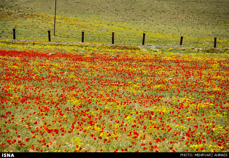 شقایق نمادی در دل طبیعت