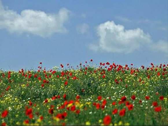 شقایق نمادی در دل طبیعت