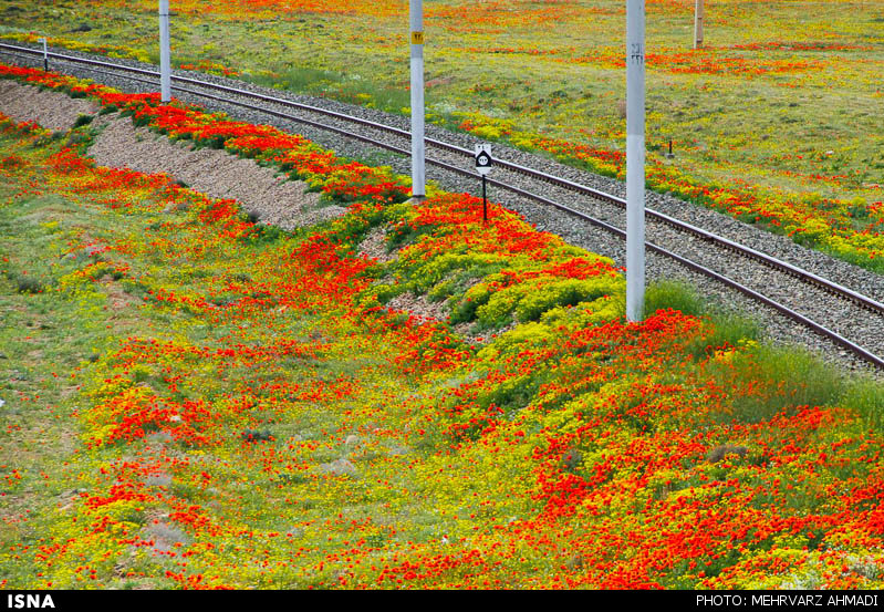 شقایق نمادی در دل طبیعت