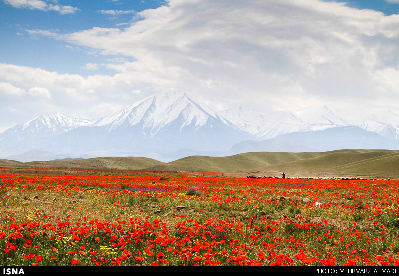 شقایق نمادی در دل طبیعت