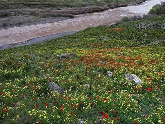 شقایق نمادی در دل طبیعت