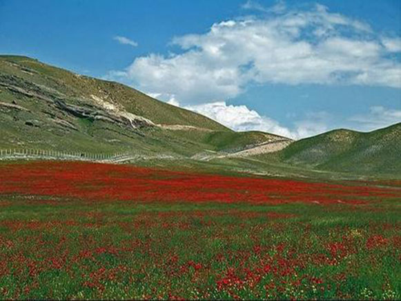 شقایق نمادی در دل طبیعت