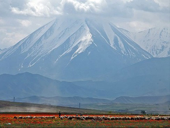 شقایق نمادی در دل طبیعت