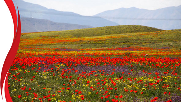 شقایق نمادی در دل طبیعت
