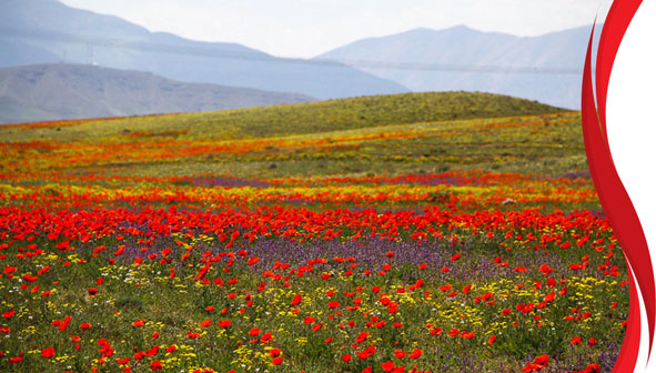 شقایق نمادی در دل طبیعت