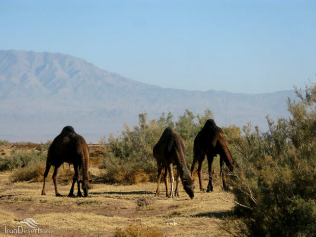 روستای رضاآباد شاهرود
