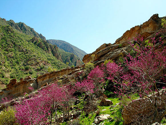 تنگه ارغوان
