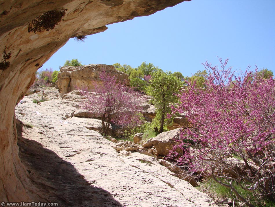 تنگه ارغوان