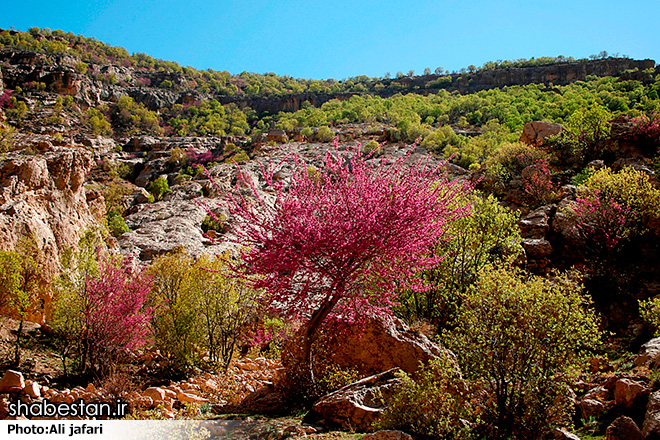 تنگه ارغوان مقصدی مناسب برای گردشگری 