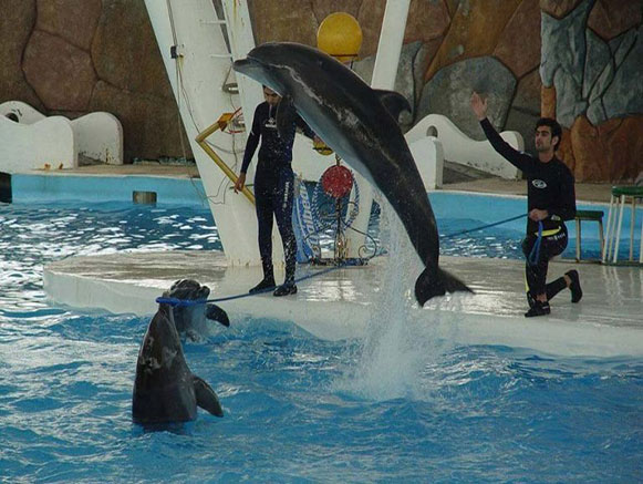 پارک دلفین ها کیش - سایت گردشگری ایران
