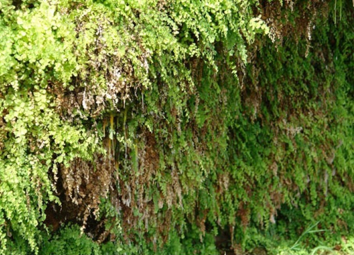 روستای لادیز