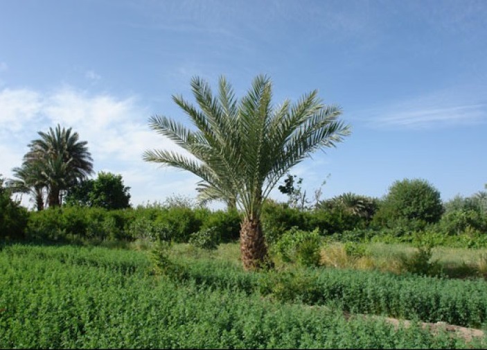 روستای لادیز