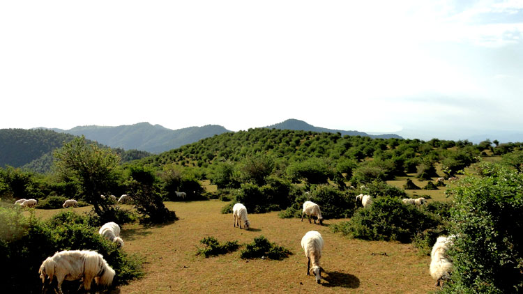 ییلاق سوباتان
