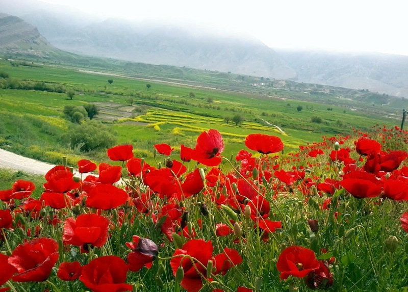 دشت سوسن ایذه