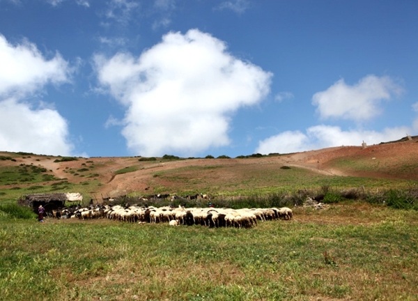 روستای داماش سوسن چلچراغ