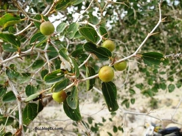 تنگه رغز داراب