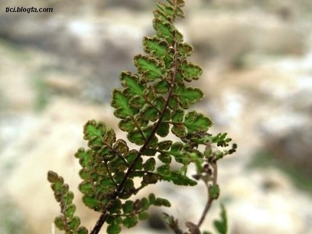 تنگه رغز داراب