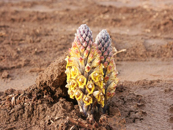 دریاچه حوض سلطان