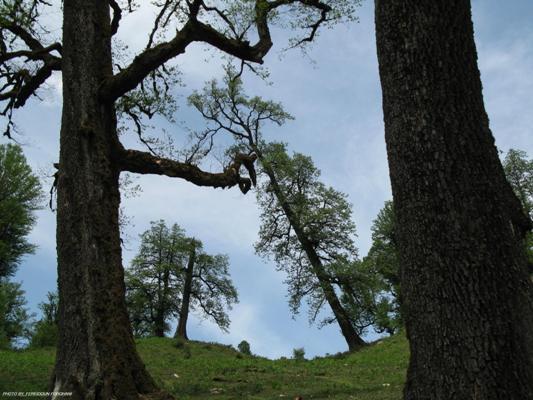 خشکه داران پارکی جنگلی در مازندران