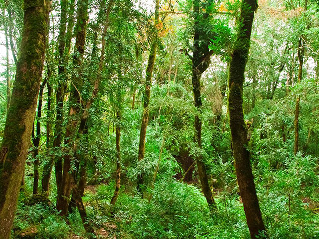 پارک جنگلی سی سنگان