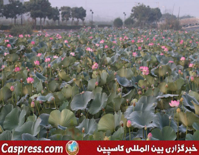 تالاب کیاکلایه