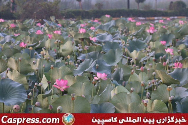 تالاب کیاکلایه