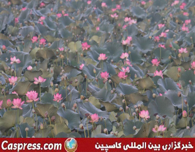 تالاب کیاکلایه