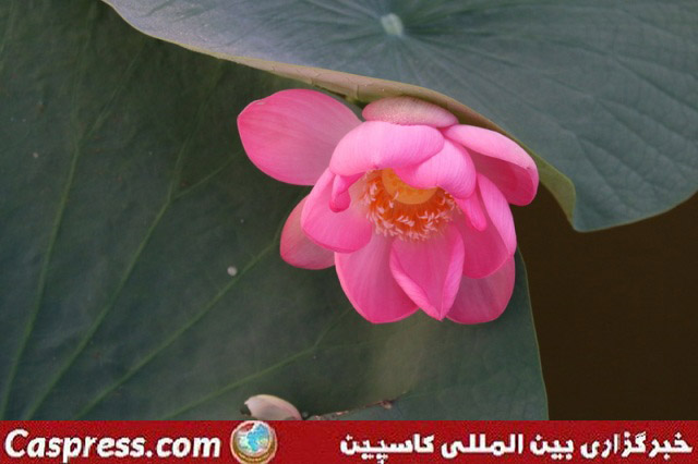 تالاب کیاکلایه
