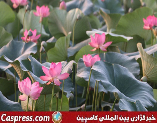 تالاب کیاکلایه