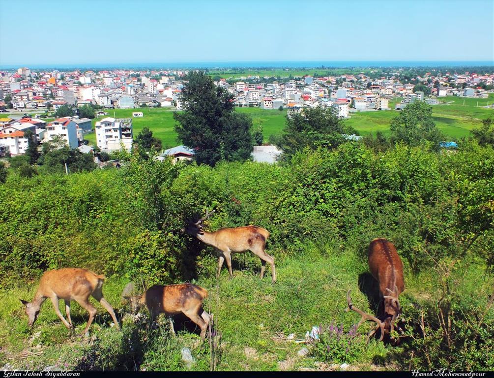 پارک جنگلی سیاه داران
