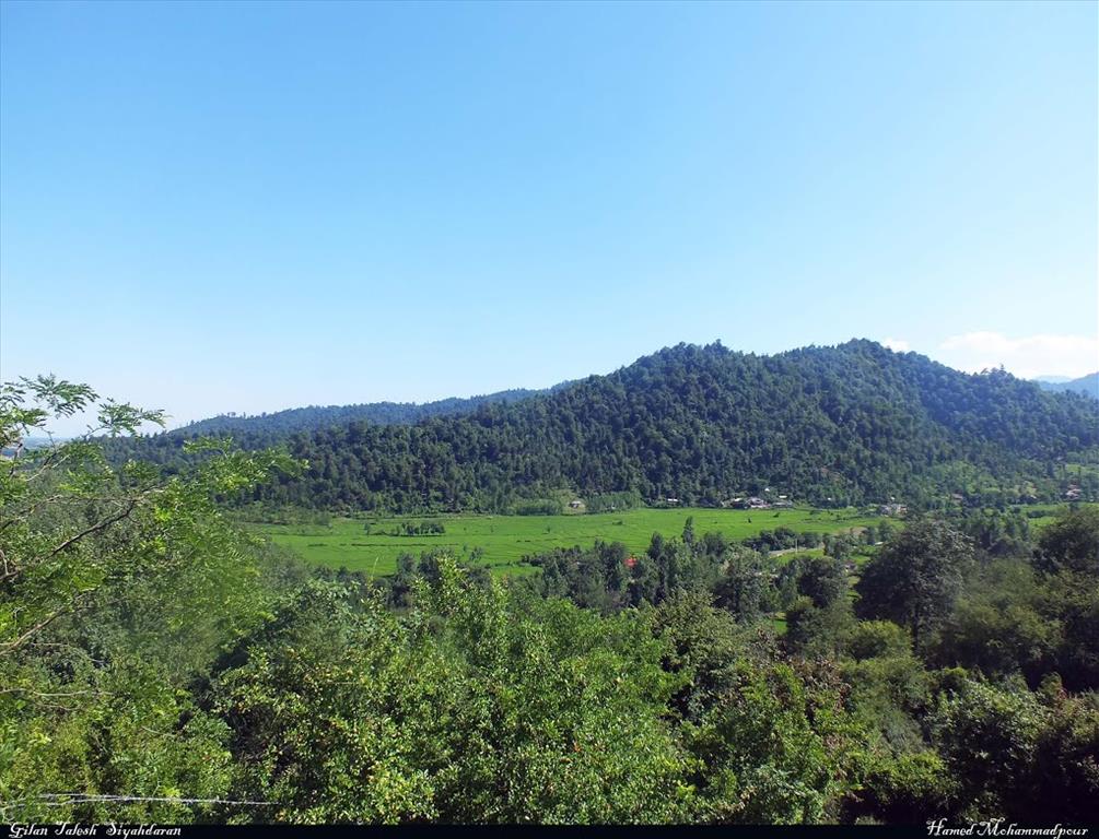 پارک جنگلی سیاه داران