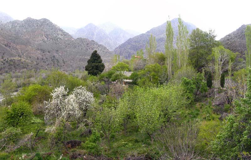 منطقه دلفارد